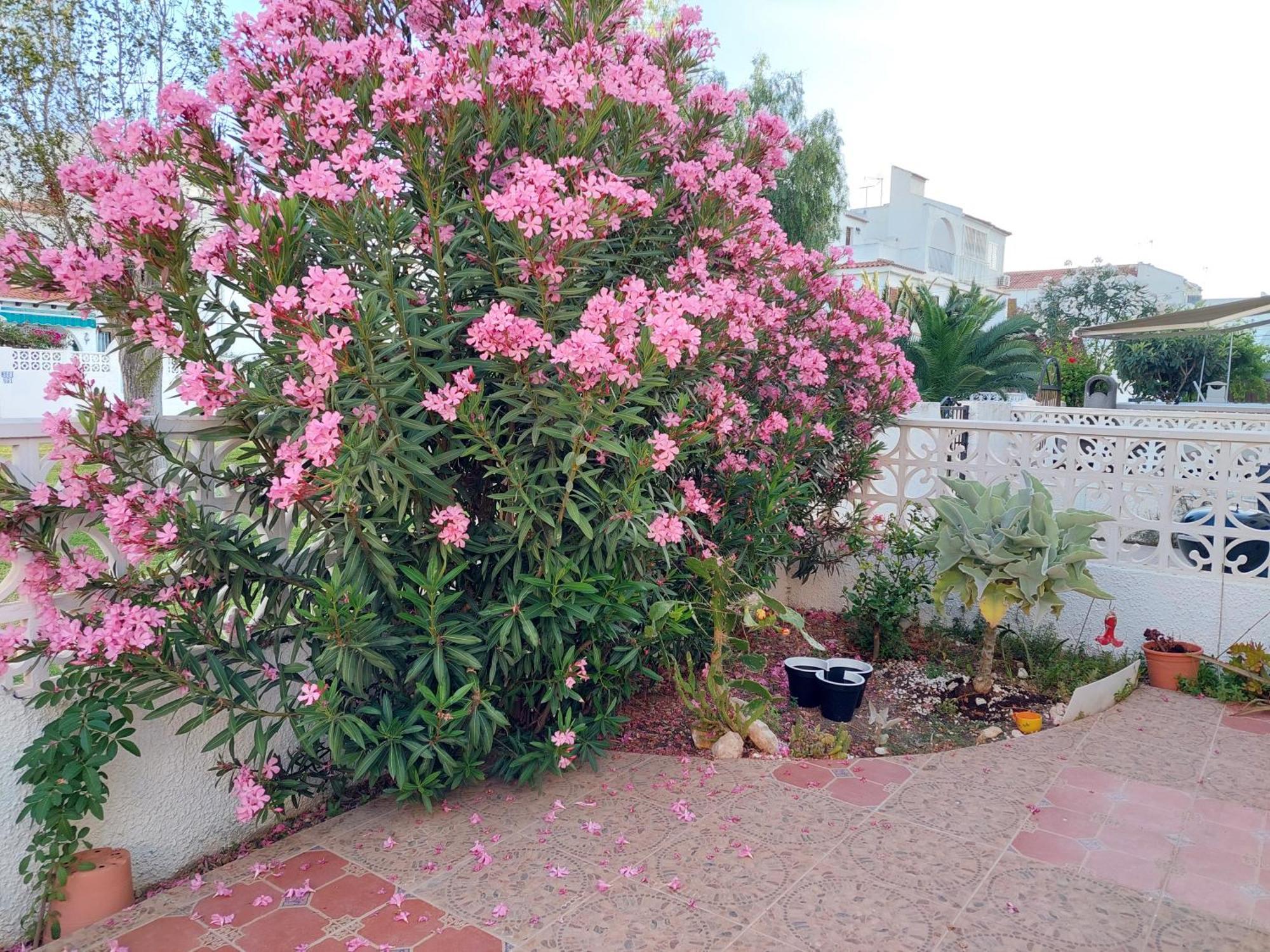 Haus Am Meer Torrevieja Dış mekan fotoğraf