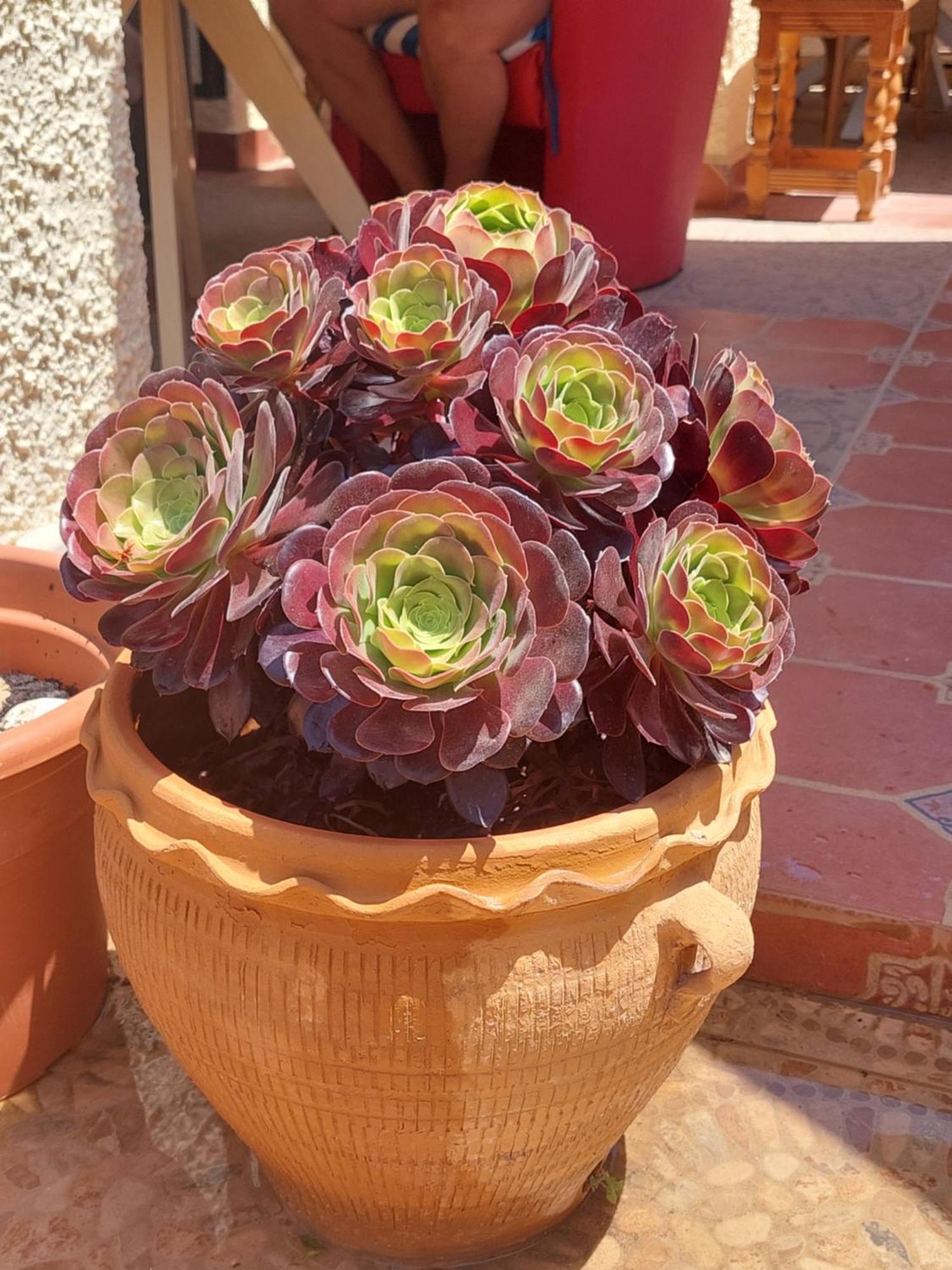 Haus Am Meer Torrevieja Dış mekan fotoğraf
